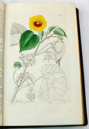 William Jackson Hooker - Companion to the Botanical