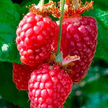 Tayberry container (P11) Wit, Tuin en Terras, Verzenden