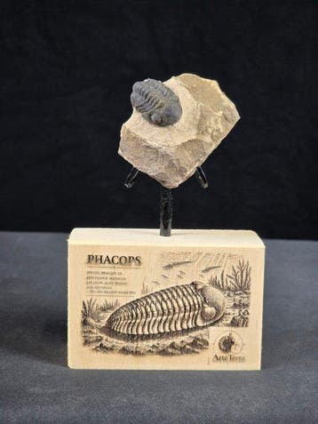 Trilobiet - Gefossiliseerd dier - Phacops (Zonder