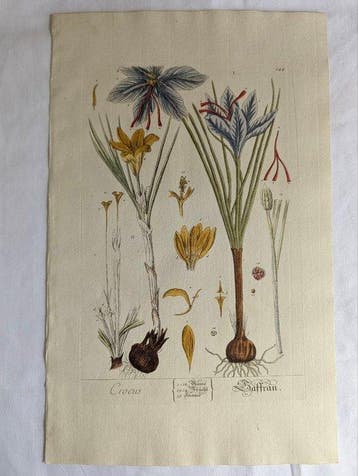 Blackwell (XVI - Crocus Saffran