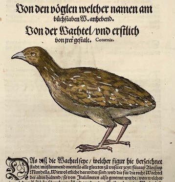 Conrad Gesner - First German Issue - Quail, Game Bird - Hand, Antiek en Kunst