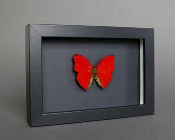 Vlinder Taxidermie volledige montage - Cymothoe sangaris -