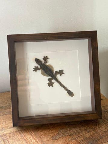Hagedis Schedel van een zoogdier - Draco volant - 24 cm - 24, Verzamelen, Dierenverzamelingen, Nieuw