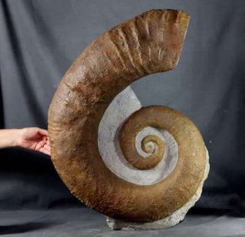 Grote en fraaie ammoniet van 67 cm!! Uitgerold exemplaar -