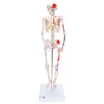 Anatomie model menselijk skelet met spieren, 80 cm, Nieuw