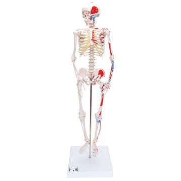 Anatomie model menselijk skelet met spieren, 80 cm, Nieuw