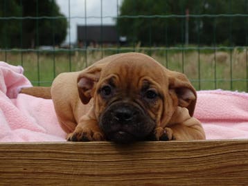 Old English Bulldog pups!  | Hartelijk Welkom.!, Parvo, Nederland, 8 tot 15 weken, Bulldog