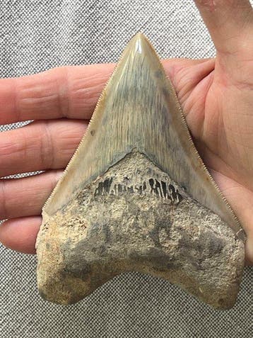 Megalodon-tand 11,9 cm - Fossiele tand - Carcharocles
