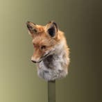 Vos Taxidermie Opgezette Dieren By Max, Verzamelen, Ophalen of Verzenden, Nieuw, Wild dier, Opgezet dier