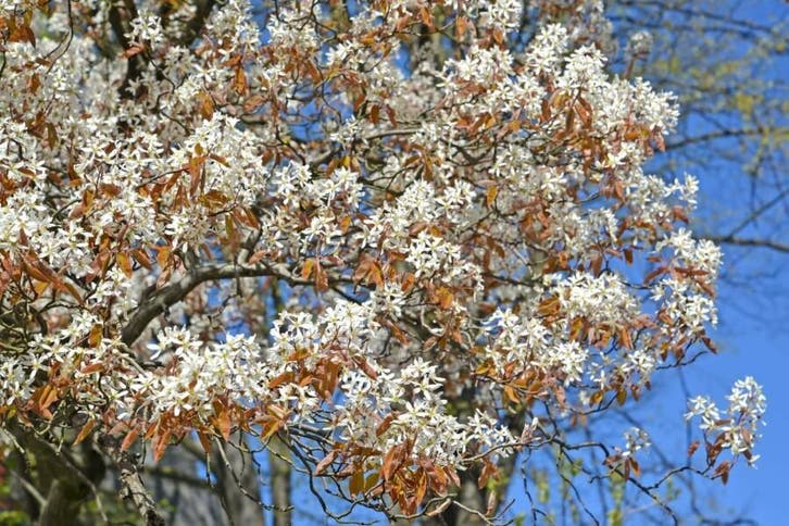 Amelanchier canadensis hoogstam, Tuin en Terras, Planten | Tuinplanten