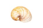 Heart Cockle - volledige schelp (2 helften) Skelet - Glossus, Verzamelen, Nieuw