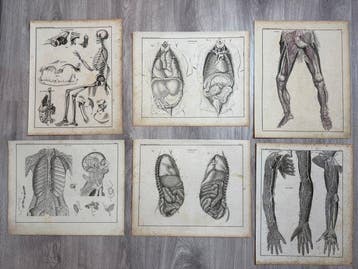Lorenz Oken (XIX) - Allgemeine Naturgeschichte für alle