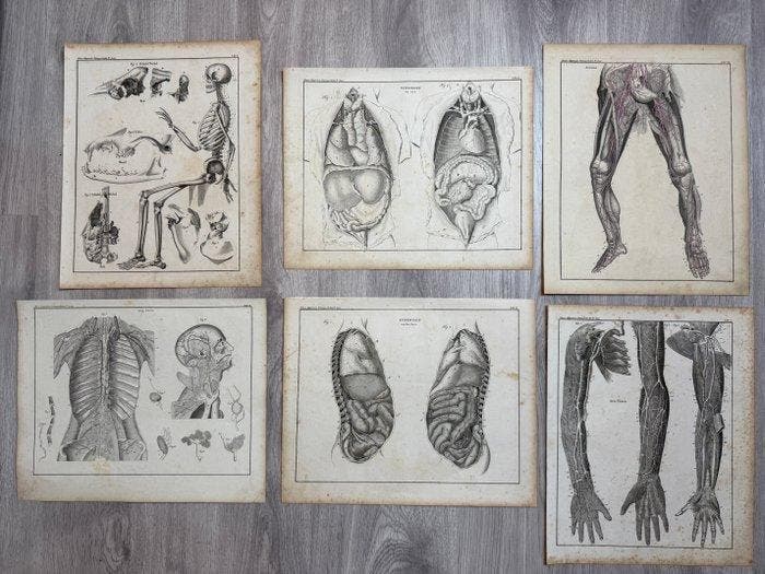 Lorenz Oken (XIX) - Allgemeine Naturgeschichte für alle, Antiek en Kunst, Antiek | Overige Antiek