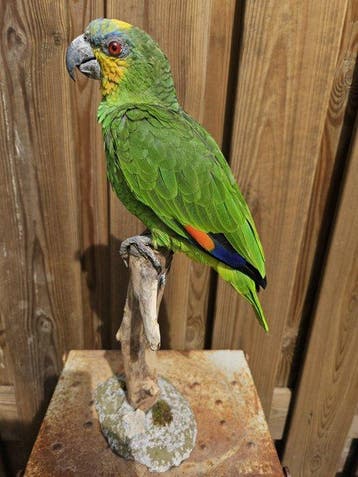 Oranje vleugel amazone Taxidermie volledige montage -, Verzamelen, Nieuw