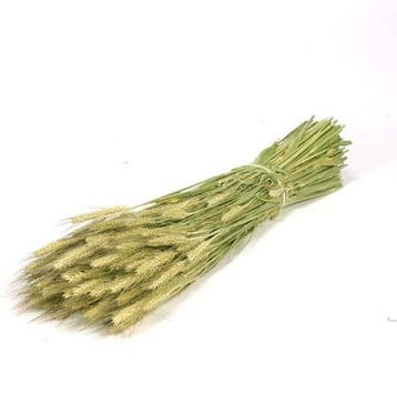 Triticale droogbloemen Naturel Groen per bundel, Ophalen of Verzenden, Nieuw