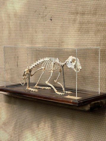 Konijn Skelet - Oryctolagus cuniculus - 25 cm - 58 cm - 25, Nieuw