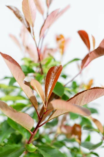 Photinia fraseri Red Robin halfstam 120cm stam