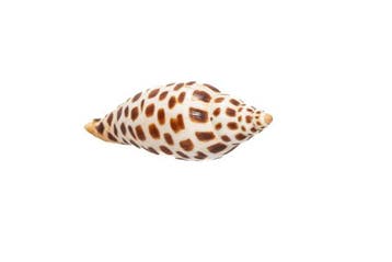 Sensationeel verzamelingshuisje: Scaphella junonia (Junos, Nieuw