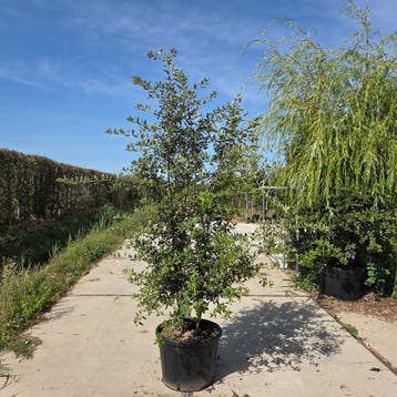 Steeneik | Quercus ilex | Boom &amp; meerstammig