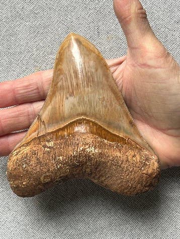 Megalodon-tand 12,9 cm - Fossiele tand - Carcharocles