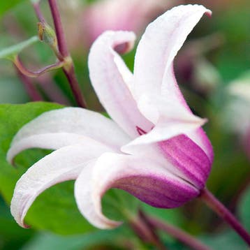 Clematis Princess Kate container (C2) Sierplanten, Verzenden, Overige soorten, Struik
