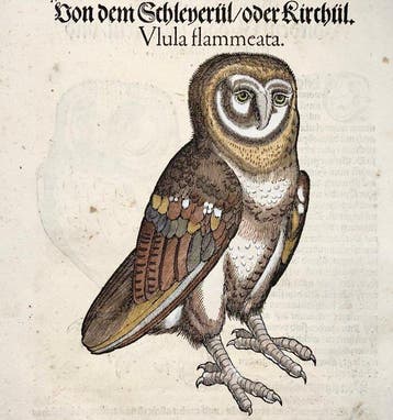 Conrad Gesner - First German Issue - Birds: Owls - folio, Antiek en Kunst