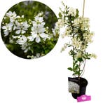 Exochorda racemosa Blushing Pearl + pot 17cm, Tuin en Terras, Planten | Tuinplanten, Verzenden
