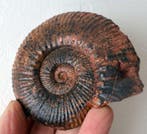 Ammoniet - Gefossiliseerde schelp - Hammatoceras spéciosum