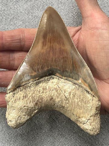 Megalodon-tand 12,7 cm (5 inch) - Fossiele tand -
