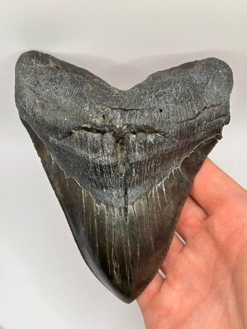 Megalodon - Fossiele tand - Otodus Megalodon - 14.7 cm -, Verzamelen