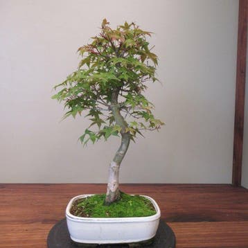 Acer palmatum - Hoogte (boom): 43 cm - Diepte (boom): 24 cm