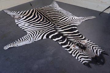 Plains Zebra Skin with Head Gewei - Equus quagga - 335 cm -, Verzamelen, Nieuw