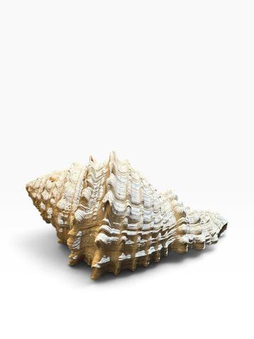 Gastropode - Gefossiliseerde schelp - Hystrivasum locklini -