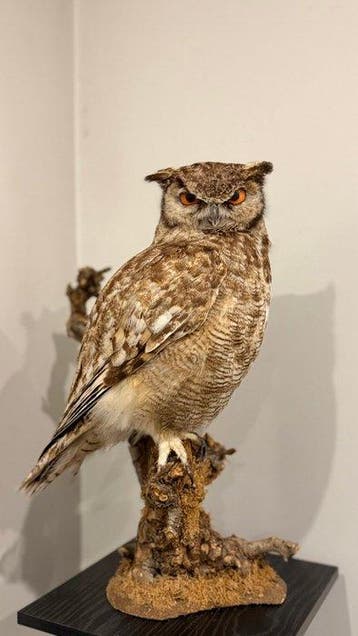 Oehoe Taxidermie volledige montage - Bubo africanus - 50 cm, Verzamelen, Nieuw