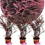 set van 3 Berberis thunbergii Rose Glow + Pot, Tuin en Terras, Planten | Tuinplanten, Verzenden