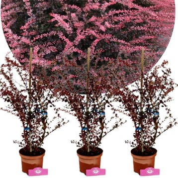 set van 3 Berberis thunbergii Rose Glow + Pot, Tuin en Terras, Verzenden