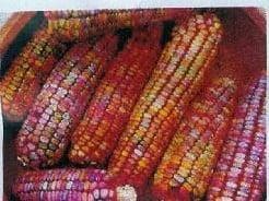 Zea Earth Tones Dent Corn siermaiszaden 250 zaden, Ophalen of Verzenden, Nieuw