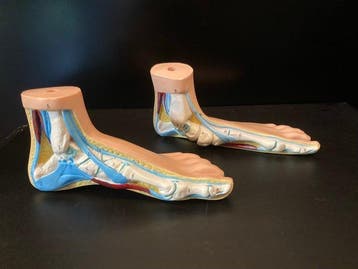 Anatomisch model (2) - Duurzaam PVC- kunststof - 1990-2000 -