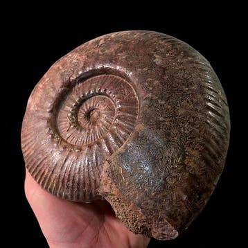 Ammoniet - Gefossiliseerde schelp - 15 cm - 17 cm (Zonder, Verzamelen, Mineralen en Fossielen
