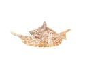 GEM  Hühnergallus-Schnecke  Taxidermie volledige montage -, Nieuw