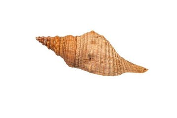 Pleuroploca trapezium | Trapez-Fasziolaria / paardenconch -, Nieuw
