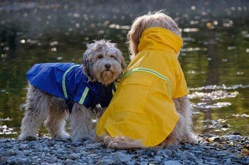 2dekans | Dutchwide - Hondenjas - Regenjas Hond - Geel -Maat, Ophalen of Verzenden, Zo goed als nieuw