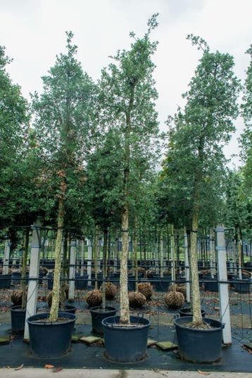 Quercus suber hoogstam 16/18