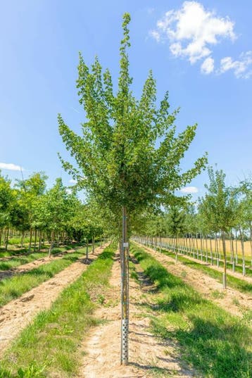 Acer monspessulanum hoogstam 10/12, Tuin en Terras