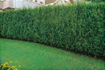 Reuzenlevensboom Thuja occidentalis Atrovirens Haag 150-175