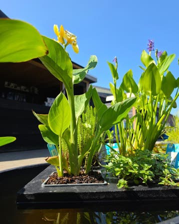 Vijverplanten en Waterplanten | Ruime keuze in Wintelre, Nieuw