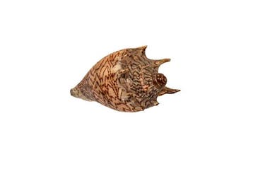 Imperiaal voluut Taxidermie wandmontage - Voluta imperialis