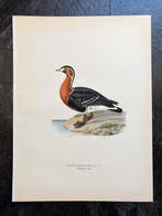 Von Wright brothers & Bror Halberg - Red-breasted goose, Nieuw