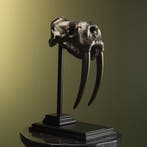 Walrus Schedel Replica Taxidermie Opgezette Dieren By Max, Ophalen of Verzenden, Nieuw, Wild dier, Opgezet dier
