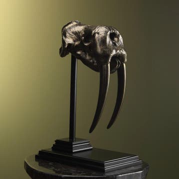 Walrus Schedel Replica Taxidermie Opgezette Dieren By Max, Verzamelen, Dierenverzamelingen, Ophalen of Verzenden, Nieuw, Wild dier